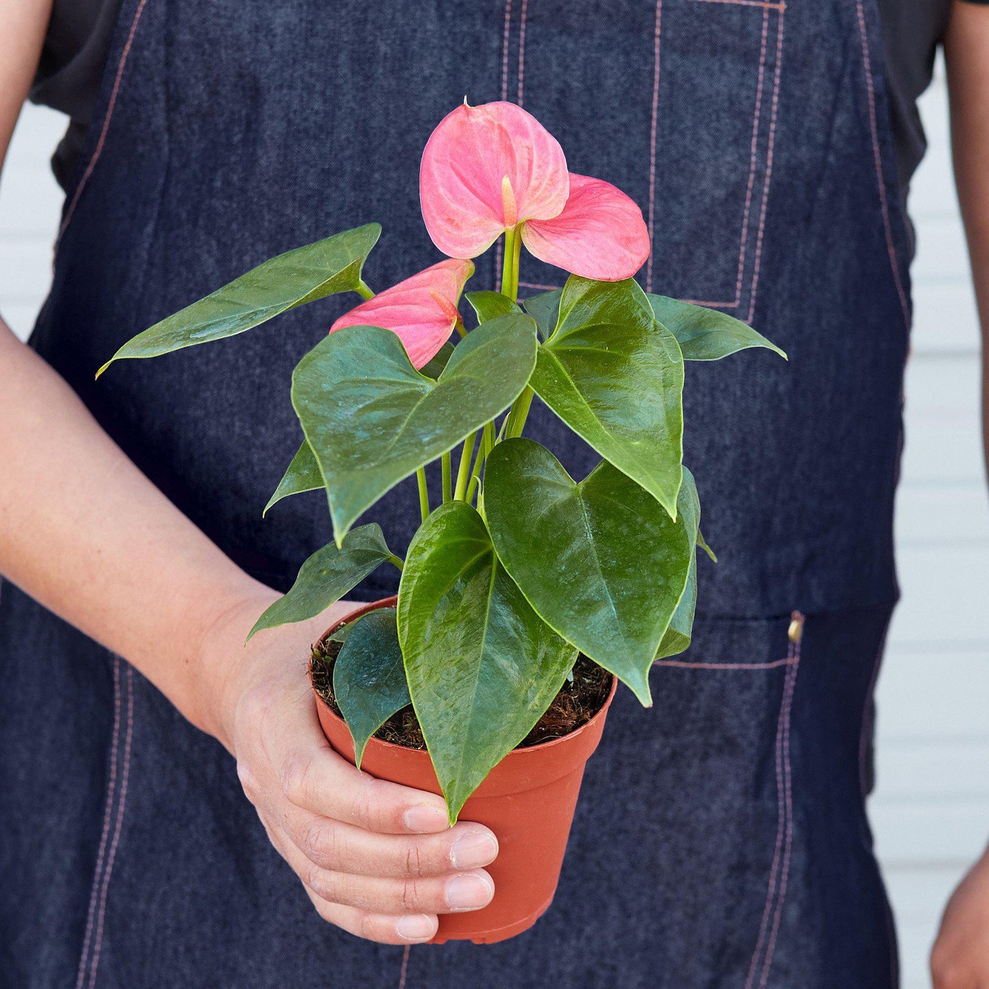 Anthurium 'Pink' - glossy heart-shaped leaves with a beautiful bloom that comes in a large array of colors