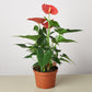 Anthurium 'Pink' - glossy heart-shaped leaves with a beautiful bloom that comes in a large array of colors