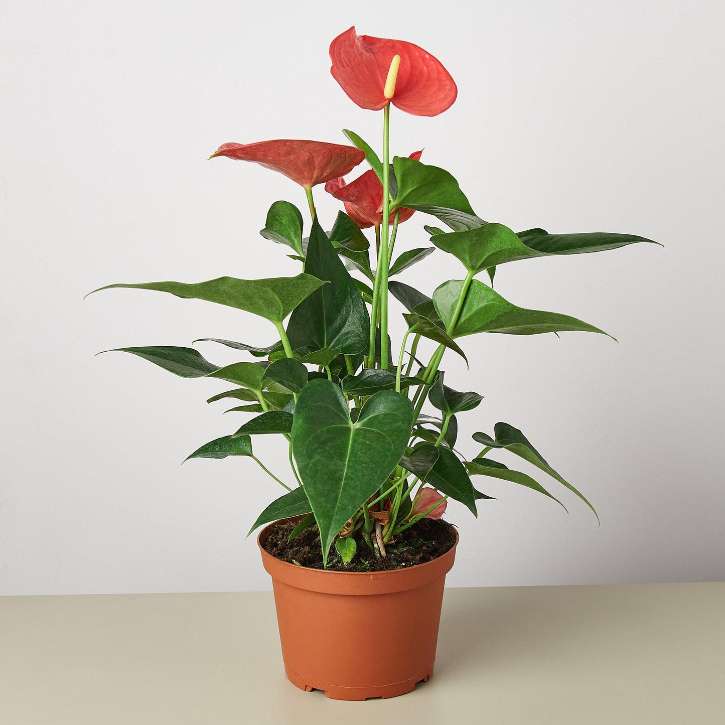 Anthurium 'Pink' - glossy heart-shaped leaves with a beautiful bloom that comes in a large array of colors