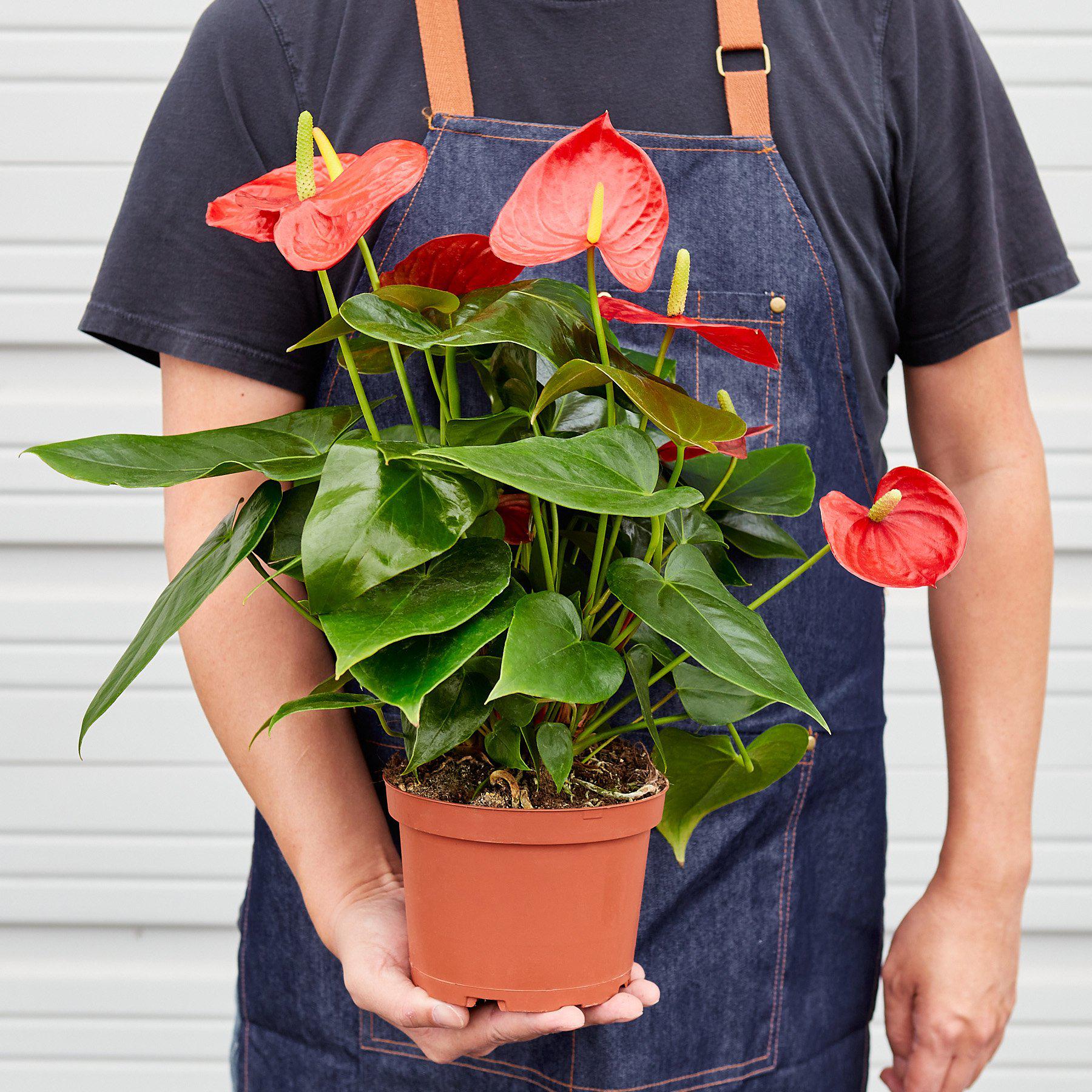 anthurium new pahoa red Anthurium 'Red' Size 6 Pot,Pot Type:Nursery Pot