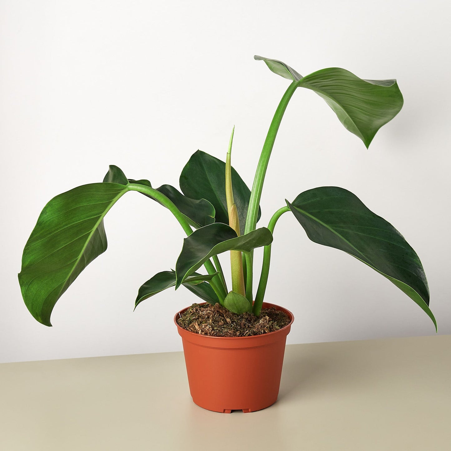 FREE SHIPPING Philodendron 'Congo Green' - a self-header that spreads outward as it grows upward.