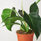 FREE SHIPPING Philodendron 'Congo Green' - a self-header that spreads outward as it grows upward.