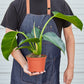 FREE SHIPPING Philodendron 'Congo Green' - a self-header that spreads outward as it grows upward.