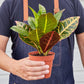 Croton Petra 'Joseph's Coat' - Croton plants produce intense colored leaves. 