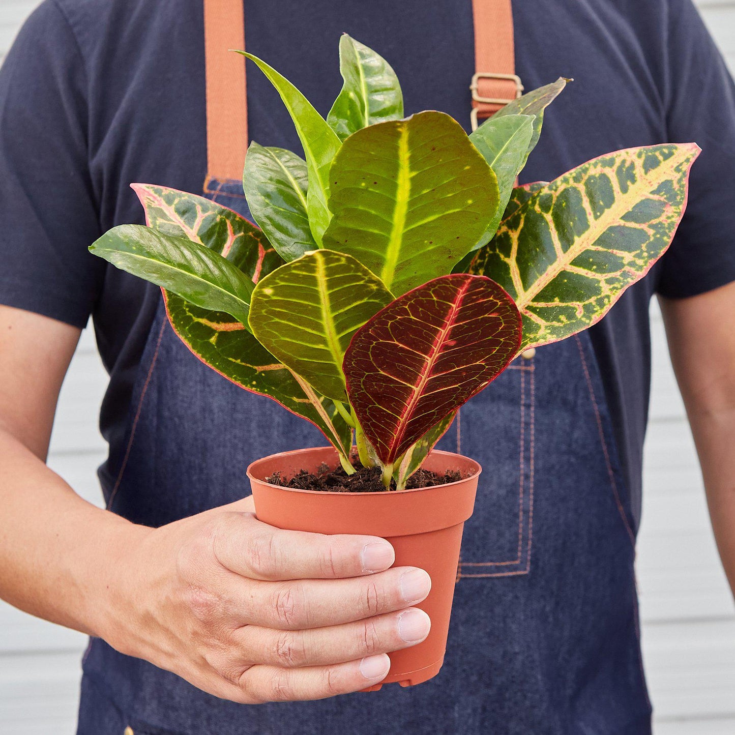 Croton Petra 'Joseph's Coat' - Croton plants produce intense colored leaves. 