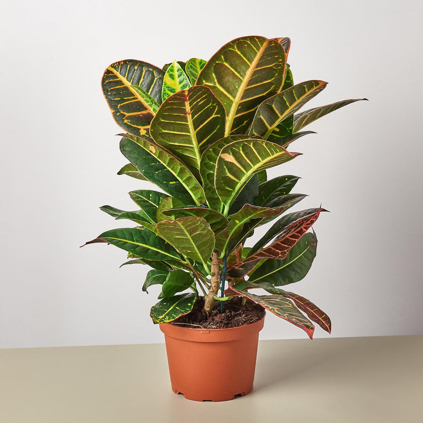Croton Petra 'Joseph's Coat' - Croton plants produce intense colored leaves. 