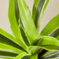 Dracaena 'Lemon Lime'