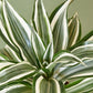 Dracaena Warneckii 'White Jewel'