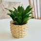 Dracaena 'Janet Craig'