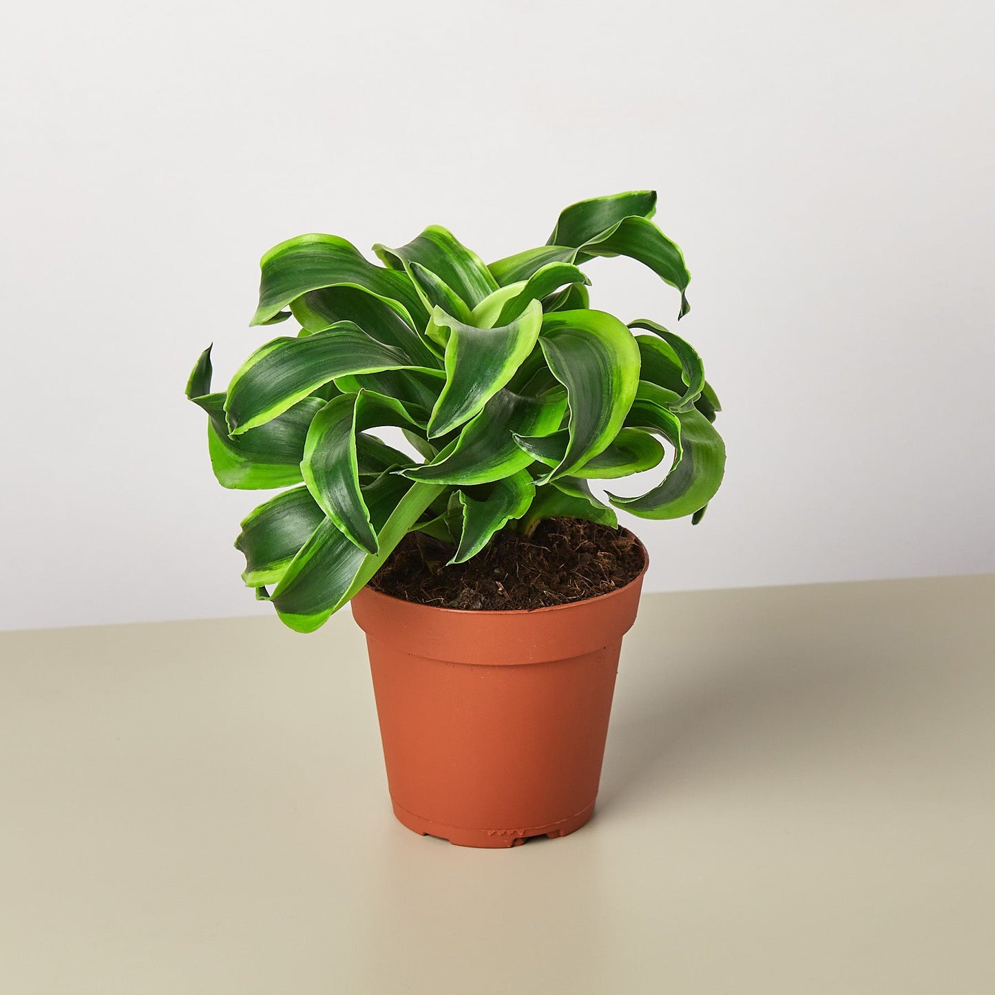 Dracaena 'Tornado'I Dracaena has Dark green leaves which grow in a spiral formation from its thin stem.