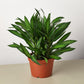 Dracaena 'Song of Jamaica'