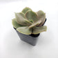 #1 Echeveria Perle von Nurnberg