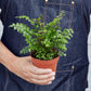 Mahogany Fern