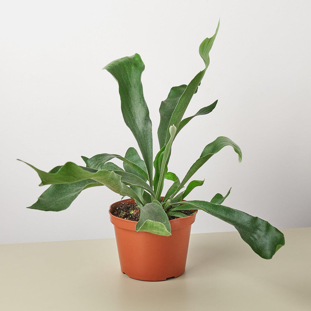 Staghorn Fern