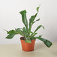 Staghorn Fern