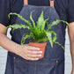 Bird's Nest 'Victoria' Fern
