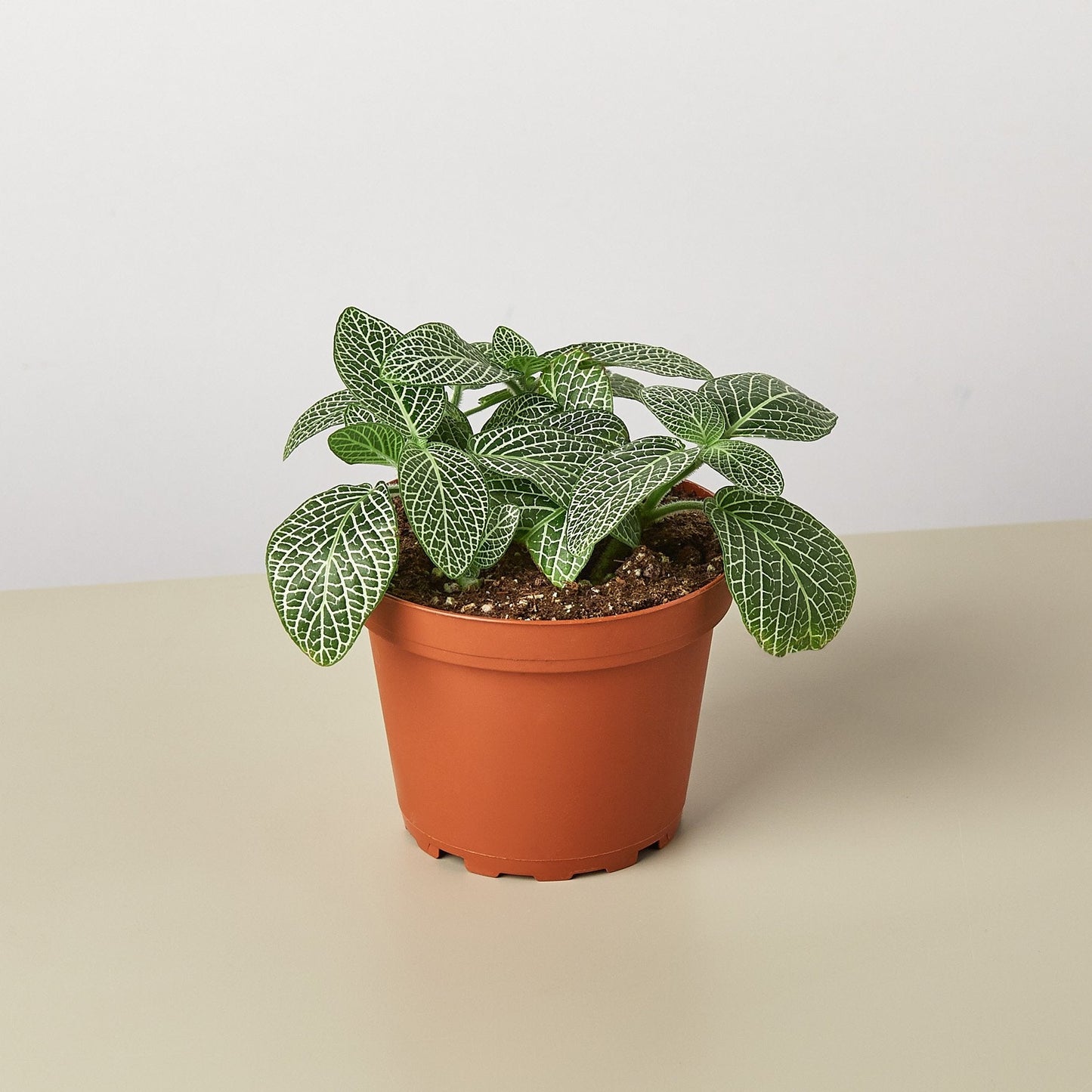 FREE SHIPPING Fittonia 'White' - a spreading evergreen perennial with delicately veined, deep-green leaves.