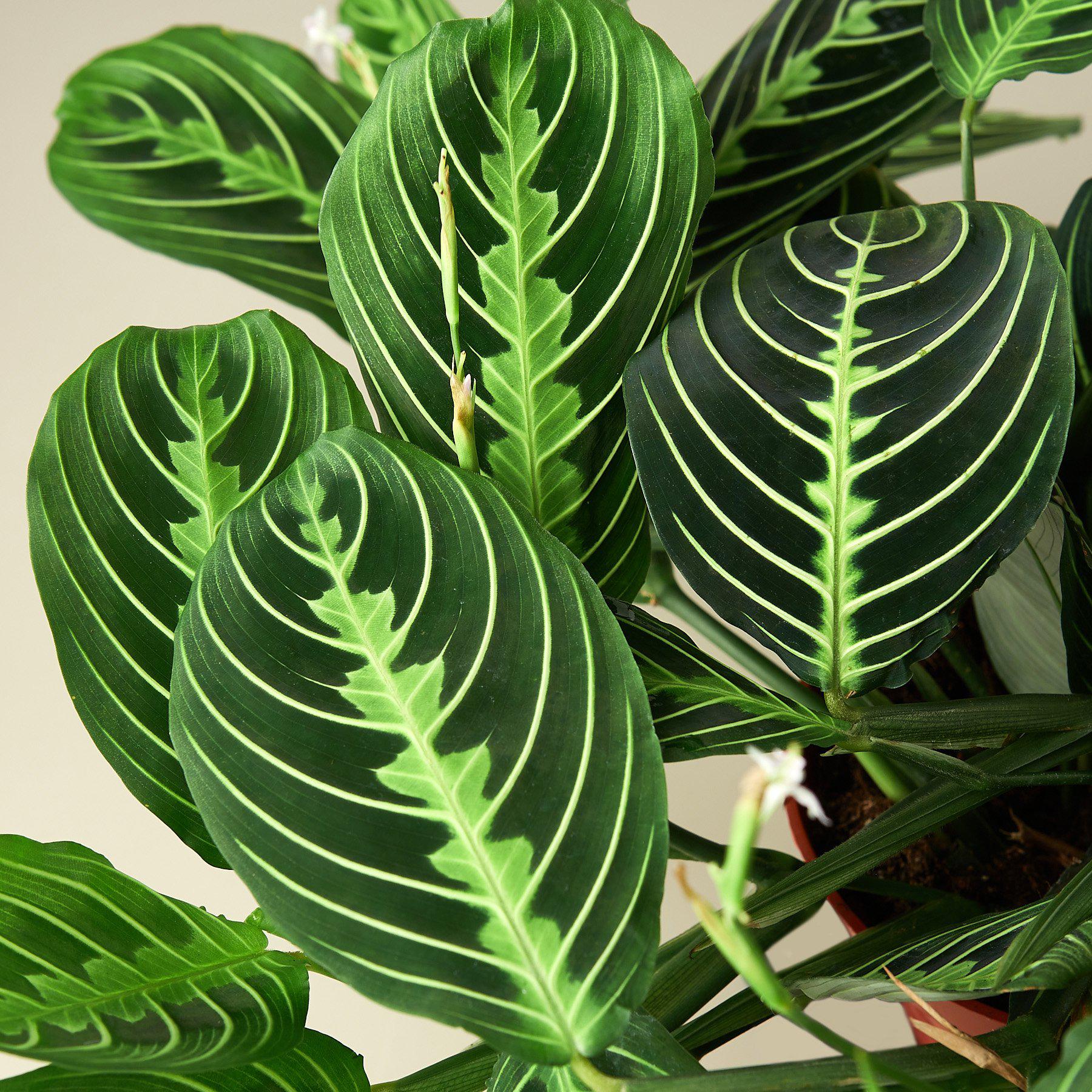 The Maranta is a evergreen perennial native to Central and South America. This plant flat oval leaves with a line pattern that runs symmetrically across the leaves.