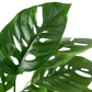 Monstera Adansonii Swiss Cheese | Easy Care Vining Plant | House Plant Shop