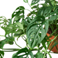 Monstera Adansonii Swiss Cheese | Easy Care Vining Plant | House Plant Shop