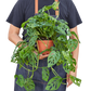 Monstera Adansonii Swiss Cheese | Easy Care Vining Plant | House Plant Shop