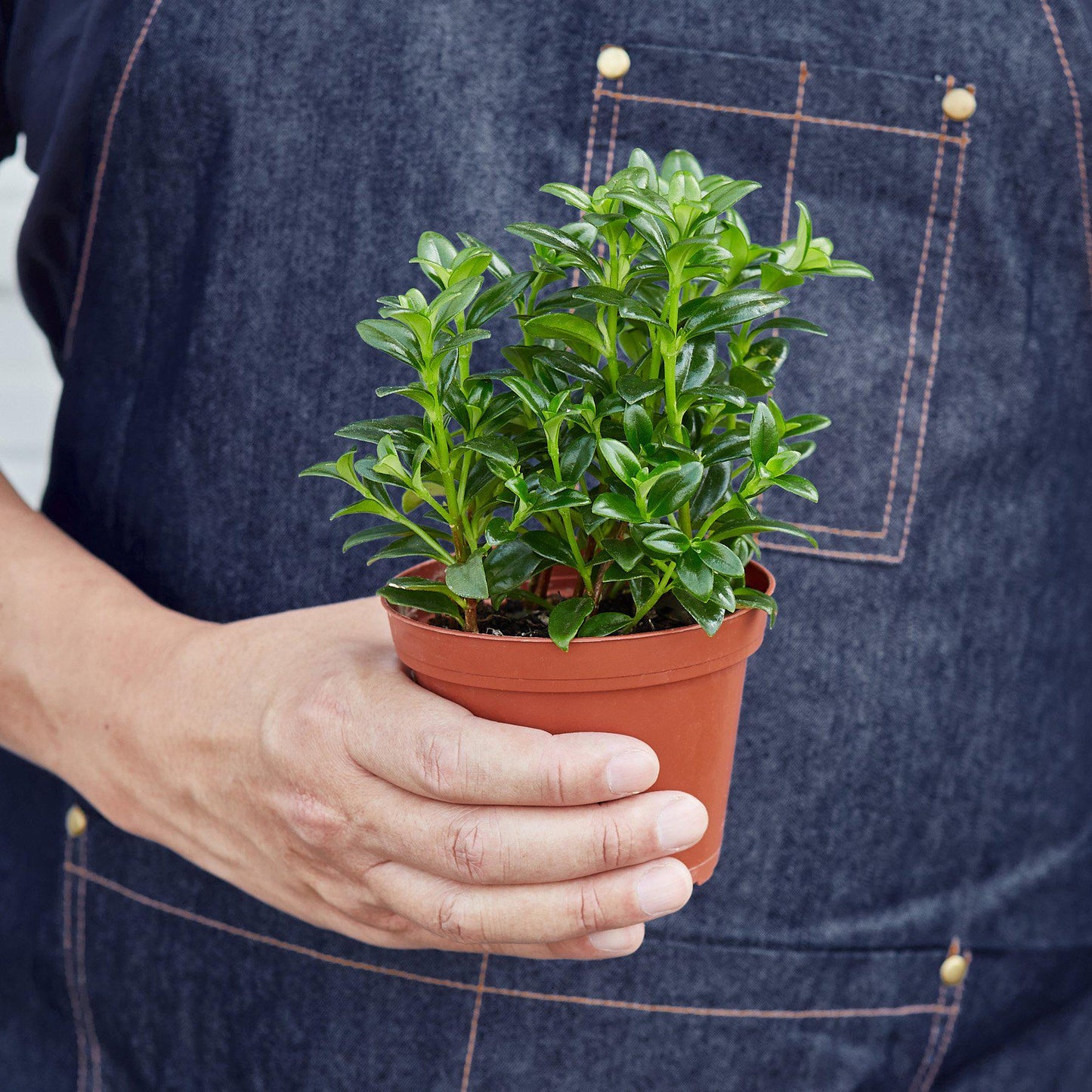 FREE SHIPPING Nematanthus Candy Corn Plant 'Brazilian Firecracker' - a trailing houseplant known for its bright orange, tubular flowers that resemble candy corn.