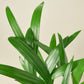 Areca Palm I  Growing an areca palm tree indoors is ideal because it grows very slowly and thrives in bright, indirect light.