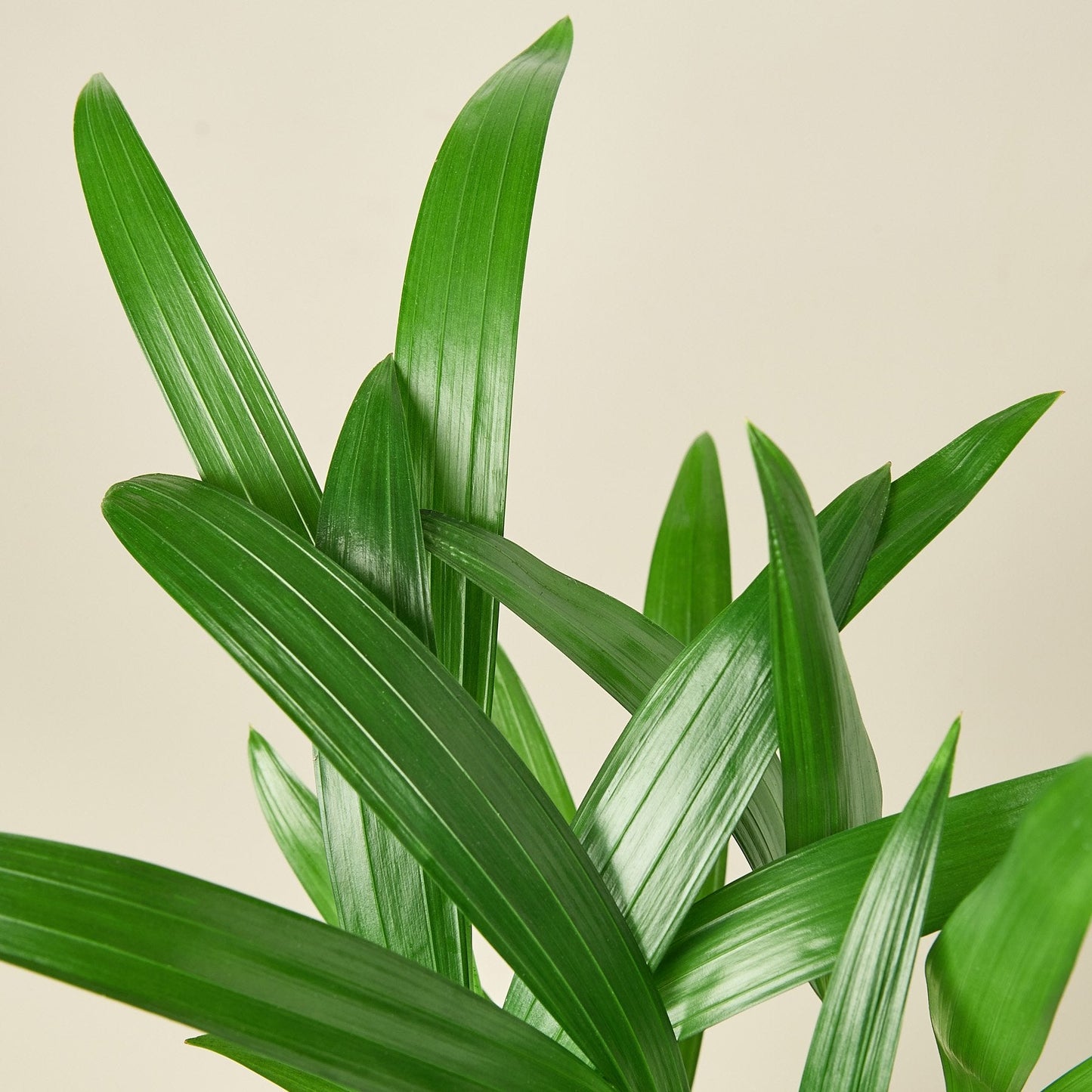 Areca Palm I  Growing an areca palm tree indoors is ideal because it grows very slowly and thrives in bright, indirect light.
