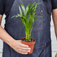 Areca Palm I  Growing an areca palm tree indoors is ideal because it grows very slowly and thrives in bright, indirect light.