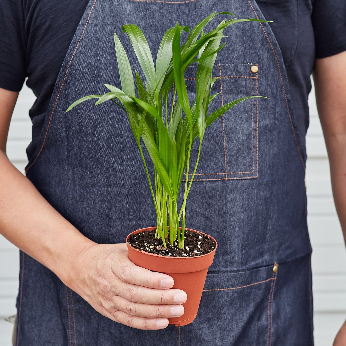 Areca Palm I  Growing an areca palm tree indoors is ideal because it grows very slowly and thrives in bright, indirect light.