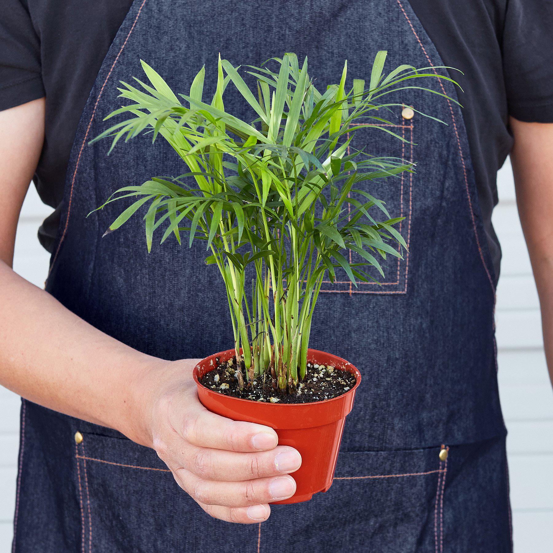Parlor Palm I Thrives in low light conditions and is also an excellent air purifier.
