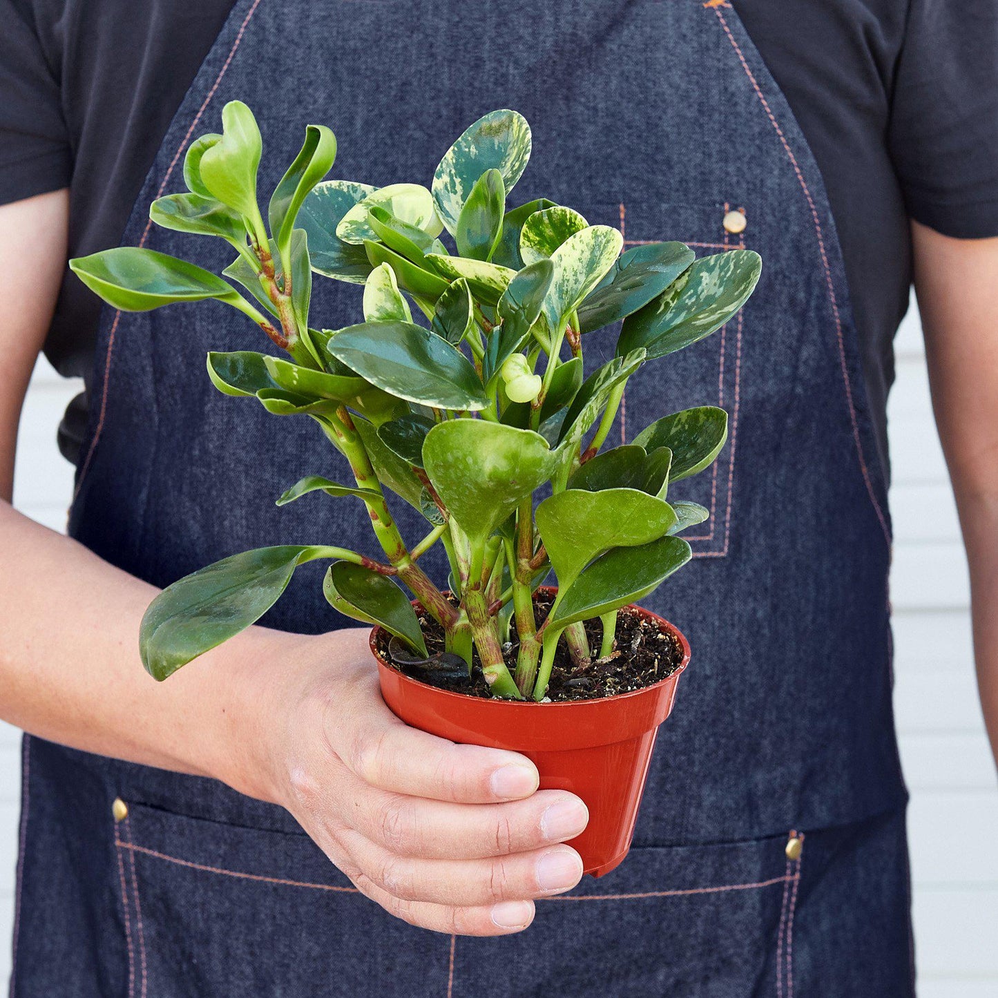 FREE SHIPPING Peperomia 'Marble' - a perennial epiphyte native to the tropical regions of Central and South America.