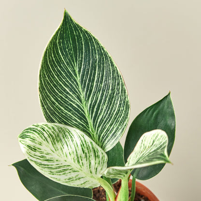 Philodendron 'Birkin' - this is a somewhat smaller, non-vining Philodendron with an upright growth habit