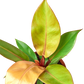 Philodendron 'Prince of Orange'