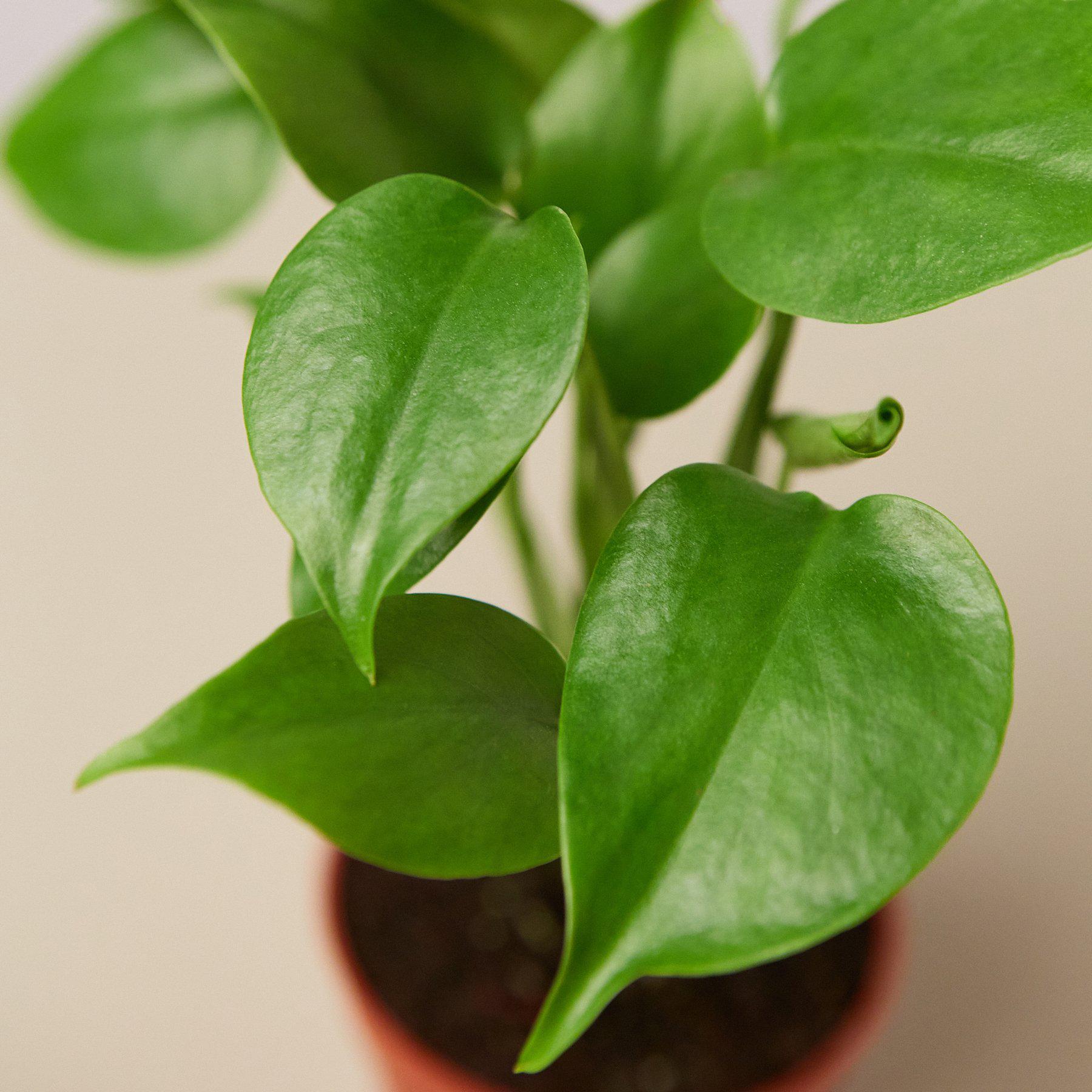 Monstera 'Split-Leaf' I  These plants have glossy, heart shaped leaves which develops its unique splits 
