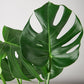 Monstera 'Split-Leaf' I  These plants have glossy, heart shaped leaves which develops its unique splits 