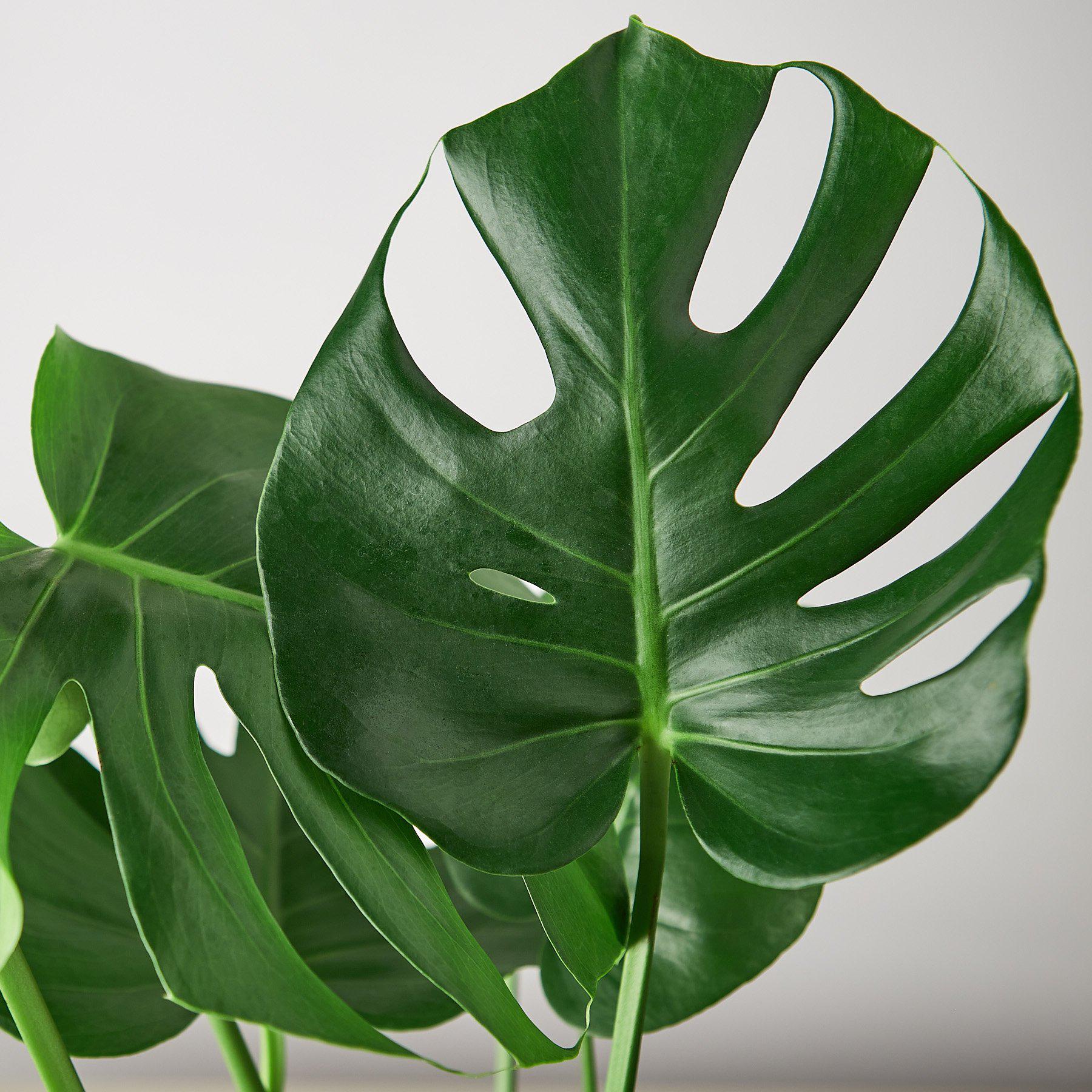 Monstera 'Split-Leaf' I  These plants have glossy, heart shaped leaves which develops its unique splits 