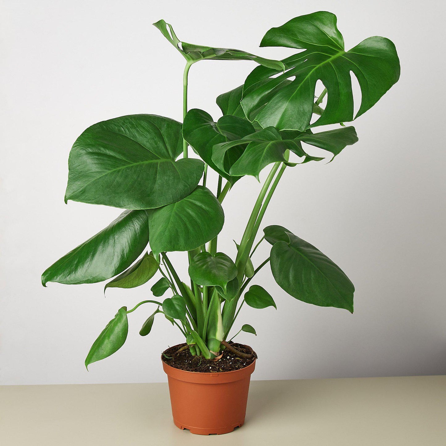 Monstera 'Split-Leaf' I  These plants have glossy, heart shaped leaves which develops its unique splits 