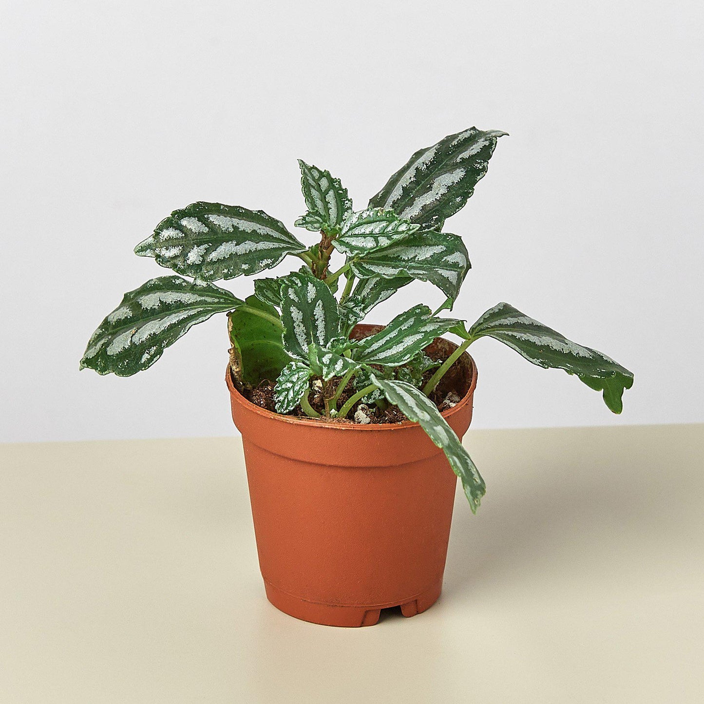Pilea 'Aluminum' I The foliage looks like it has been splashed with aluminum paint