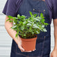 Pilea 'Aluminum' I The foliage looks like it has been splashed with aluminum paint