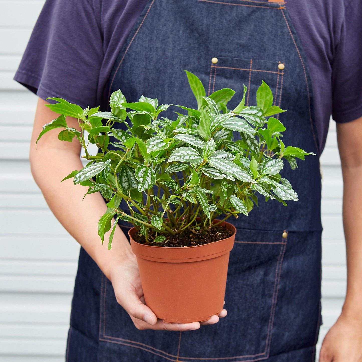 Pilea 'Aluminum' I The foliage looks like it has been splashed with aluminum paint