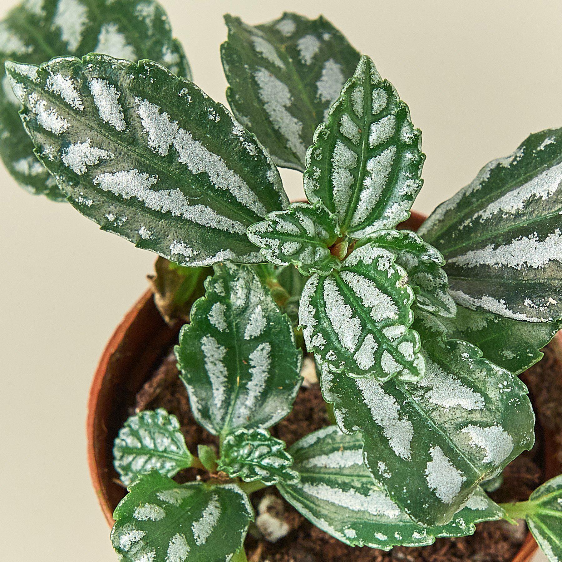 Pilea 'Aluminum' I The foliage looks like it has been splashed with aluminum paint