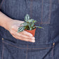 Pilea 'Aluminum' I The foliage looks like it has been splashed with aluminum paint