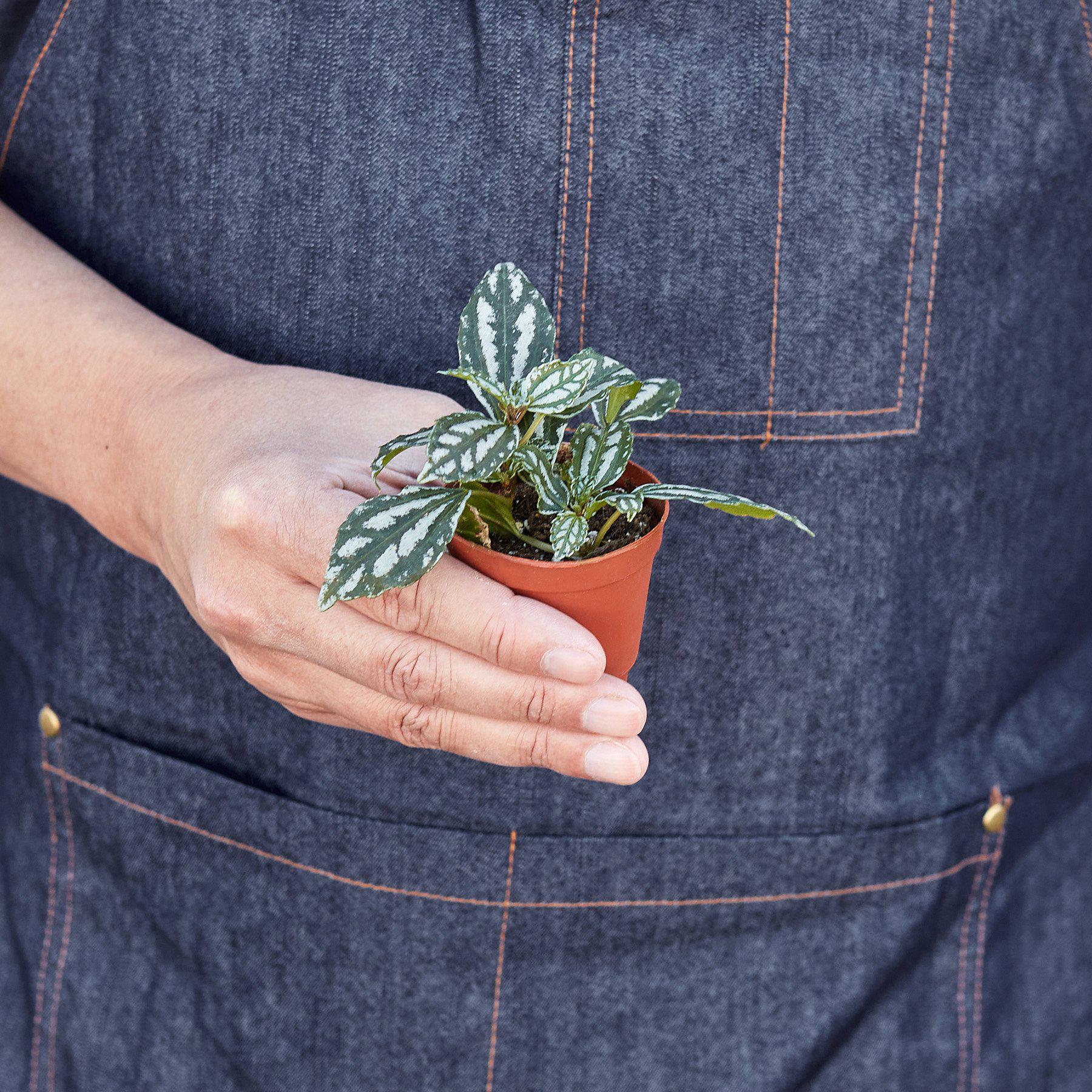 Pilea 'Aluminum' I The foliage looks like it has been splashed with aluminum paint