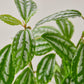 Pilea 'Aluminum' I The foliage looks like it has been splashed with aluminum paint
