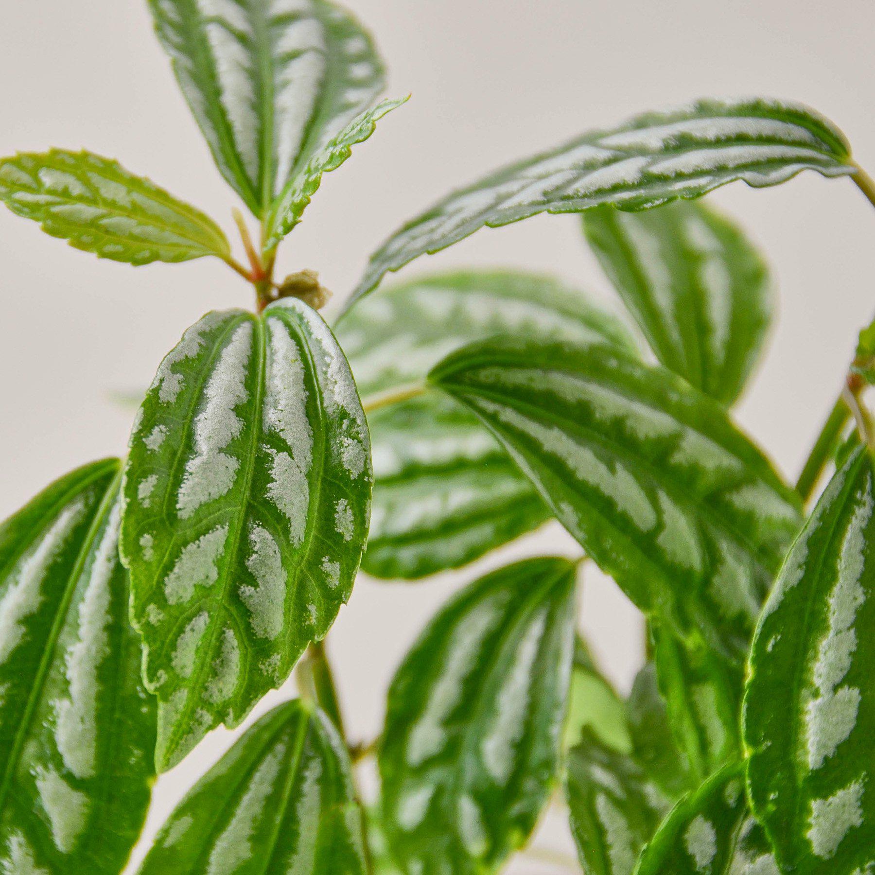 Pilea 'Aluminum' I The foliage looks like it has been splashed with aluminum paint