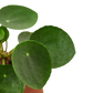 Pilea Peperomioides Chinese Money Plant | Easy Care Coin-Shaped Leaves | House Plant Shop