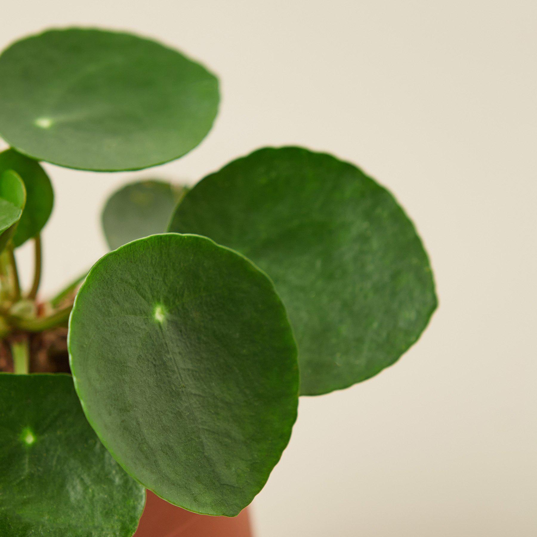 Pilea Peperomioides 'Chinese Money Plant' - Each of its lily pad like leaves float on dainty looking stems that will bob around independently in a gentle breeze.