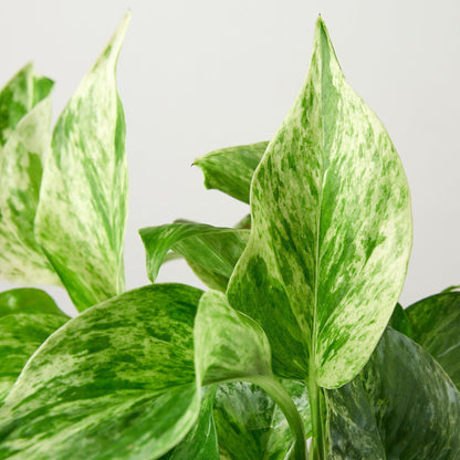 Pothos 'Marble Queen' - this Pothos is a variegated version with more white than green.