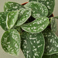 Pothos 'Satin'